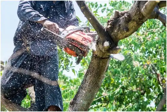 tree services Lewiston